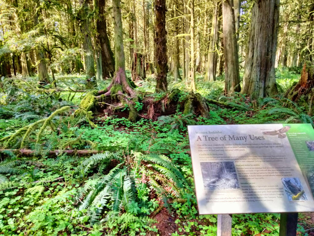 Helpful interpretive panels make a good science guide to the Salmon-Morgan Creeks Natural Area. (Scott Hewitt/The Columbian files)