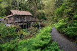 A misty, springtime rain blankets the Woodland area as the Cedar Creek Grist Mill shows signs of the season April 24, 2020. The mill was built in 1876 and is listed on the National Register of Historic Places. (Amanda Cowan/The Columbian files)