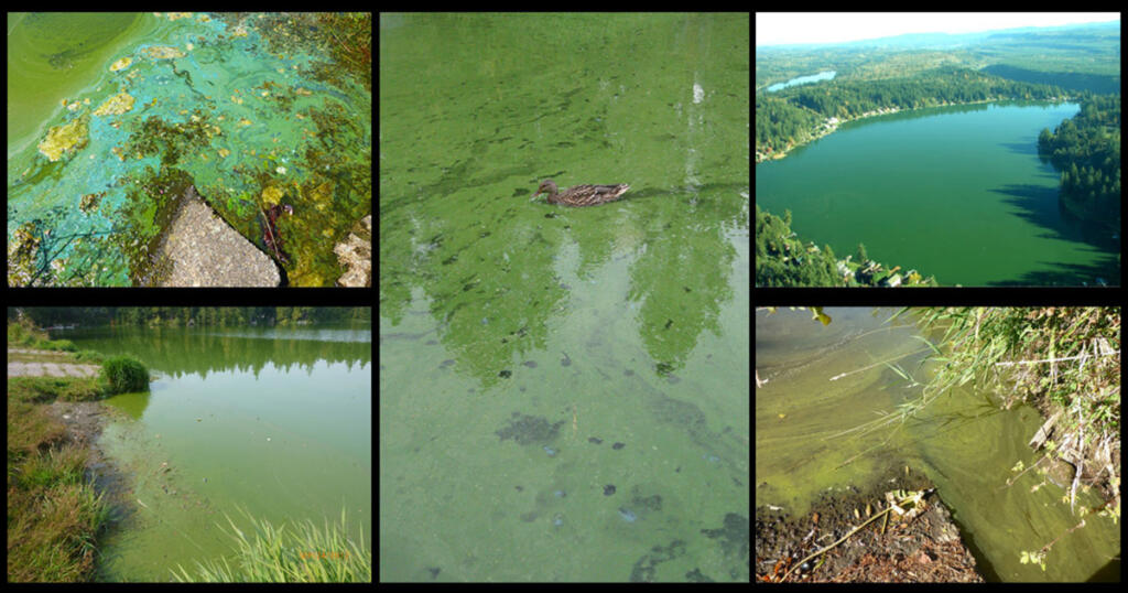 This collage shows a number of ways that blue-green algae can appear on the surface of a lake or other body of water. The only way to know whether a bloom is toxic or not is to have the water tested. (Photos courtesy Washington Department of Ecology)