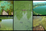 This collage shows a number of ways that blue-green algae can appear on the surface of a lake or other body of water. The only way to know whether a bloom is toxic or not is to have the water tested. (Photos courtesy Washington Department of Ecology)