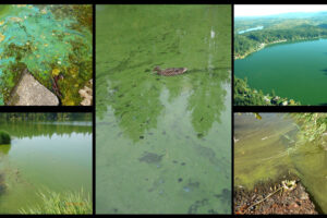 This collage shows a number of ways that blue-green algae can appear on the surface of a lake or other body of water. The only way to know whether a bloom is toxic or not is to have the water tested. (Photos courtesy Washington Department of Ecology)