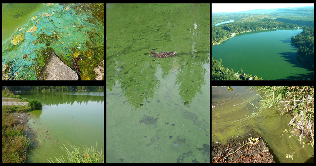 This collage shows a number of ways that blue-green algae can appear on the surface of a lake or other body of water. The only way to know whether a bloom is toxic or not is to have the water tested. (Photos courtesy Washington Department of Ecology)