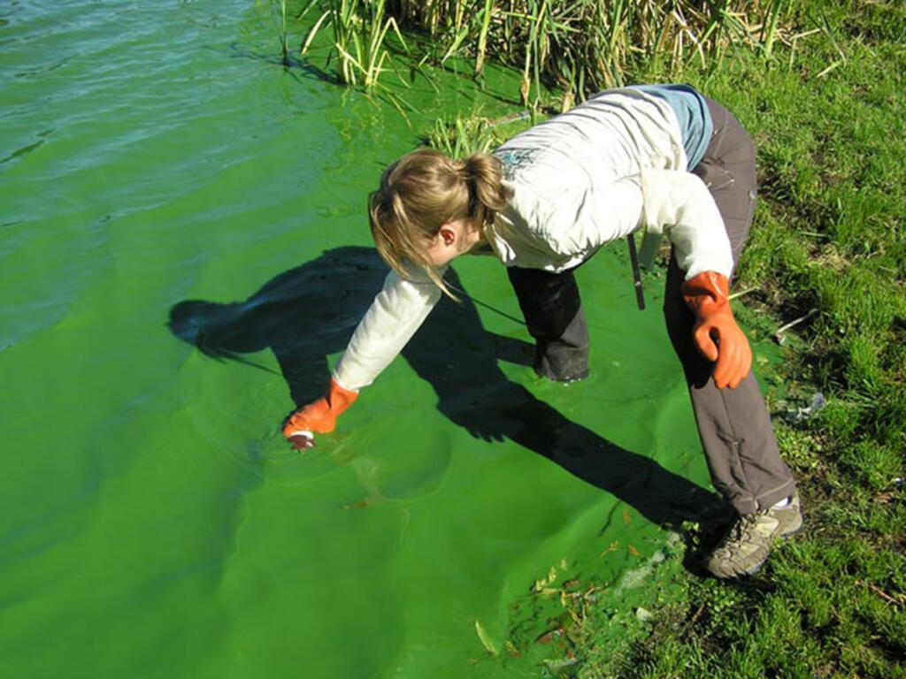 Testing the water is the only way to know whether an algal bloom is toxic. You can submit a water sample yourself, or report a bloom to be tested.