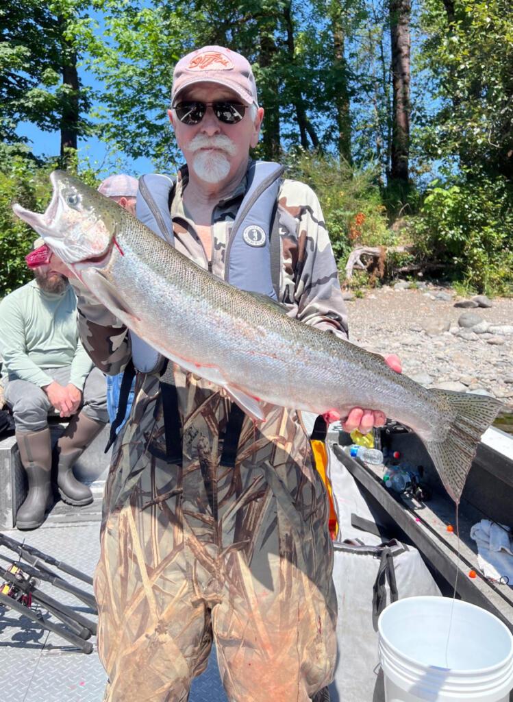 This nice summer steelhead came to hand on the Cowlitz River while angling with Fishing with Dave Guide Service. Summer steelhead numbers are climbing in local waters right now. (Photo courtesy of Fishing with Dave Guide Service)