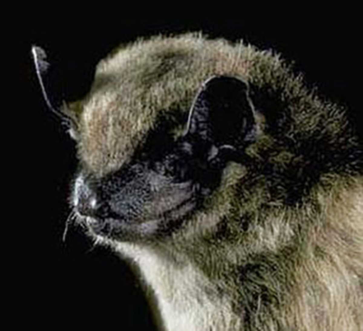 Clark County Public Health says use caution around bats