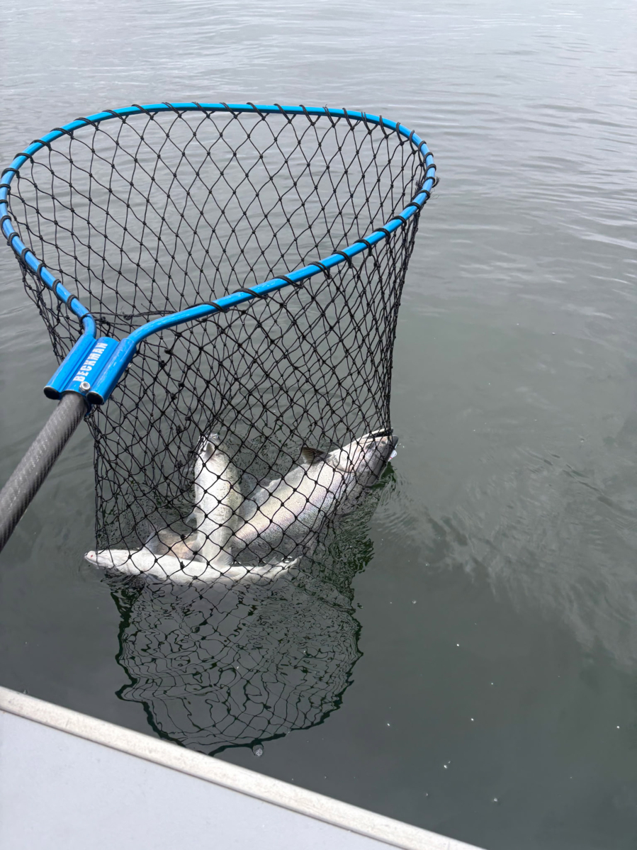coho fishing net JHFLYCO Carbon Fiber Landing With Bungee Cord and Magnetic Clasp the JHFLYCO Carbon Landing Net Series is super light and friendly to your catches Our Nets - Mobynets