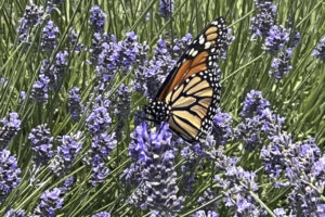 July is peak lavender season in the Northwest, and local farms are buzzing with activity. (Associated Press files)