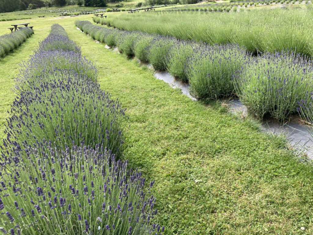Three farms in Clark County offer U-pick lavender: Lavender La Center and Ridgefield Lavender are open to the public during specific hours. Scented Acres is open by appointment only. (Susan Glaser/cleveland.com)