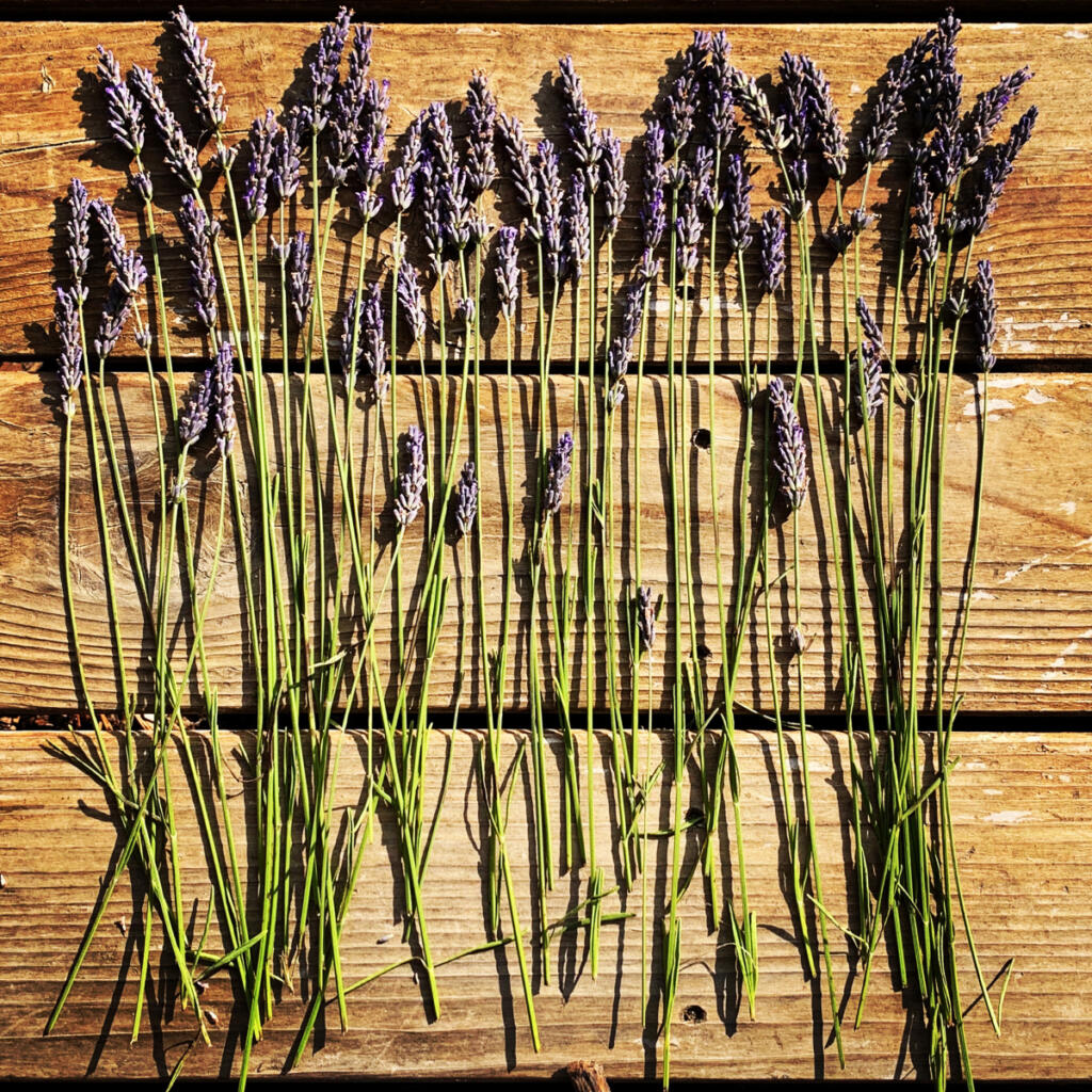 Lavender is highly valued for its soothing, calming fragrance. If you&rsquo;re not able to visit any of the u-pick farms, three other local farms offer a bevy of lavender-scented products online.