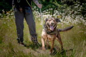The Humane Society for Southwest Washington urges pet owners to prepare early for Fourth of July celebrations and to know what resources are available to find lost pets. (Photo contributed by Humane Society for Southwest Washington)