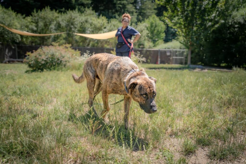The Humane Society for Southwest Washington urges pet owners to prepare early for Fourth of July celebrations and to know what resources are available to find lost pets. (Photo contributed by Humane Society for Southwest Washington)