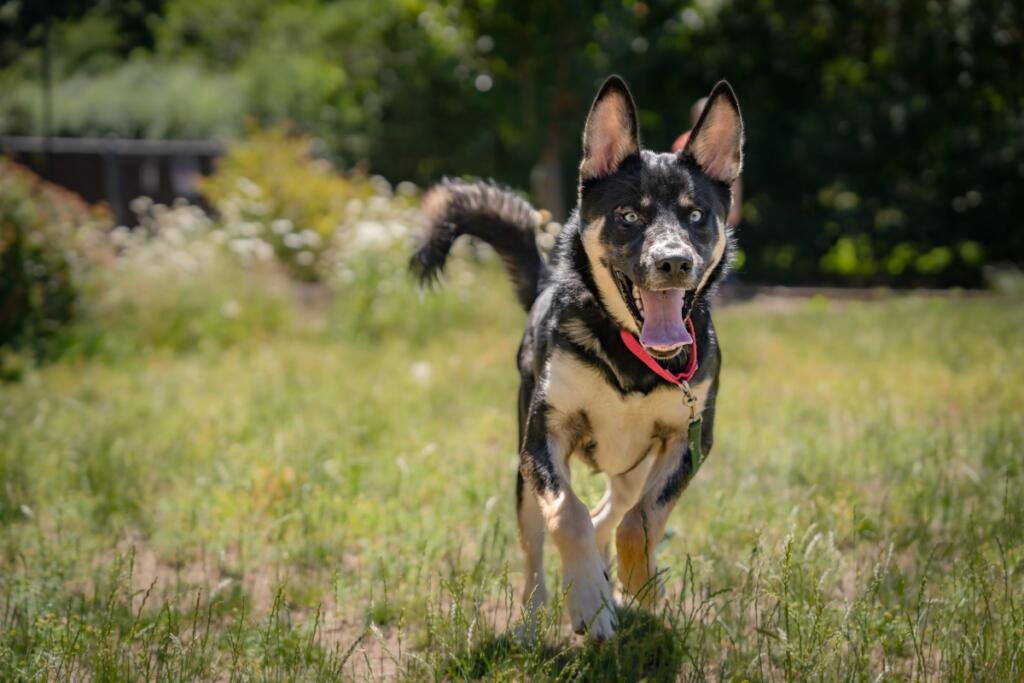 The Humane Society for Southwest Washington urges pet owners to prepare early for Fourth of July celebrations and to know what resources are available to find lost pets. (Photo contributed by Humane Society for Southwest Washington)