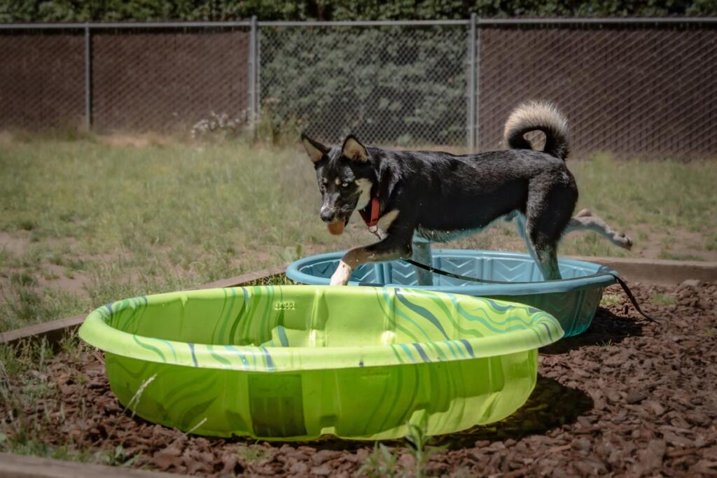 The Humane Society for Southwest Washington urges pet owners to prepare early for Fourth of July celebrations and to know what resources are available to find lost pets. (Photo contributed by Humane Society for Southwest Washington)