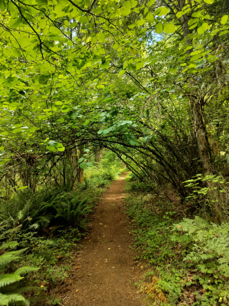 Craving some cool shade while you hike? Clark County sites like 500-acre, deeply woodsy Green Mountain Natural Area in Camas have you covered. (Scott Hewitt/The Columbian)