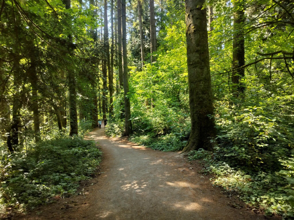 Cool, shady Whipple Creek Regional Park, which is just west of the Clark County Fairgrounds, provides &ldquo;a deep forest experience without the drive,&rdquo; according to the Washington Trails Association. (Scott Hewitt/The Columbian)