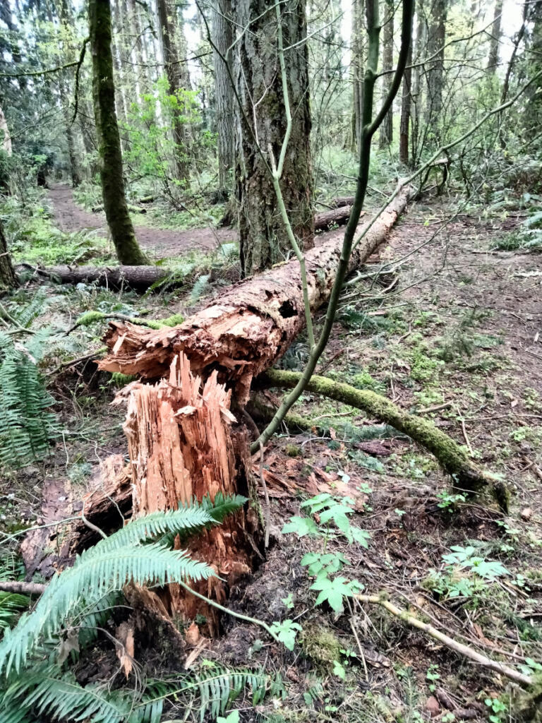 If a tree falls in the Norene/Groth Forest Preserve, you can examine the ways it continues to feed the ecosystem. (Scott Hewitt/The Columbian files)