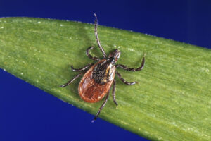 The black-legged tick, also known as a deer tick, is a carrier of Lyme disease. (Contributed by U.S. Centers for Disease Control and Prevention)