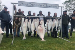 This unusually large halibut that weighed 87 pounds was caught while fishing with Sea Breeze Charters.