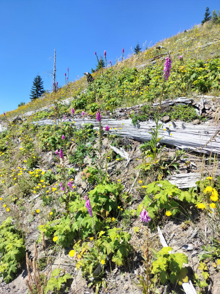 Downed trees and dead stumps give rise to colorful new life on the slopes near Mount St. Helens. (Scott Hewitt/The Columbian)