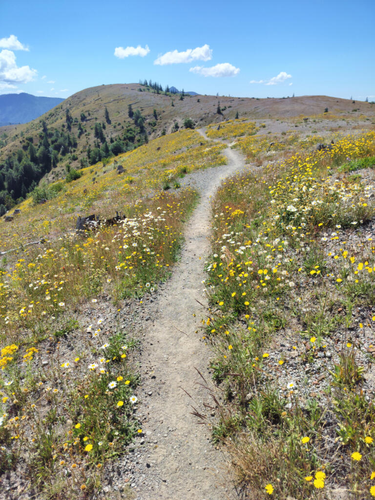 So many flowers, so many colors, so many sights on the hike to Johnston Ridge. (Scott Hewitt/The Columbian)