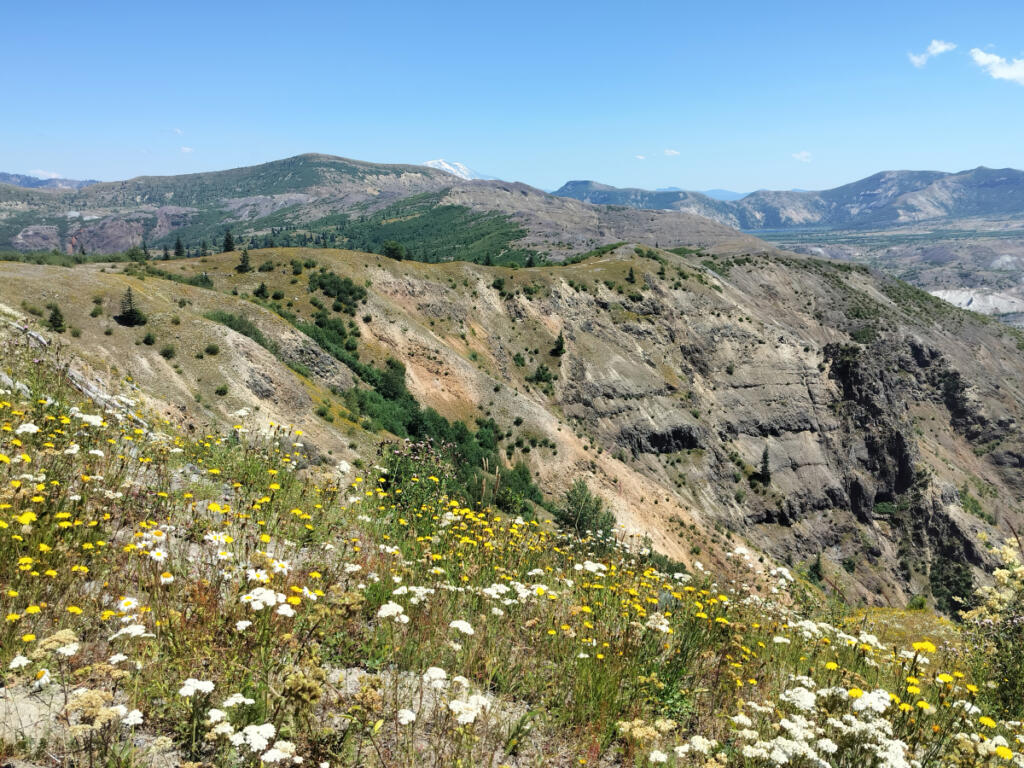 So many flowers, so many colors, so many sights on the hike to Johnston Ridge. (Scott Hewitt/The Columbian)