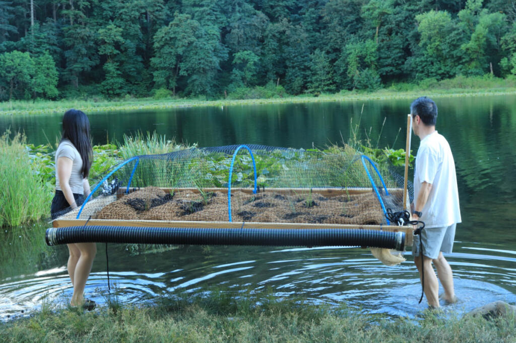 Camas High School rising senior Emily Jiang and her father, Lipin Wang, place a floating island into Fallen Leaf Lake in Camas on July 3. (Photos by contributed by Emily Jiang)