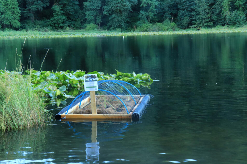 A floating island built by Camas High School senior Emily Jiang sits on top of Fallen Leaf Lake in Camas on July 3. (Contributed by Emily Jiang)