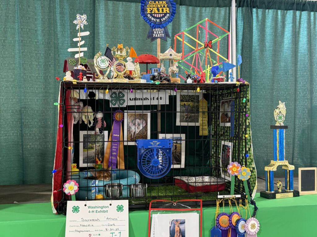 An Abyssinian cat named Athena is featured at the 4-H cat and dog exhibit. Athena&rsquo;s cage is decorated to replicate the Clark County Fair. (Kimberly Cortez/The Columbian)