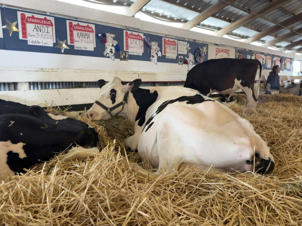 A cow named Andie at the 4-H dairy exhibit shown by Sparkledue Holstein Farms in Battle Ground. (Kimberly Cortez/The Columbian)