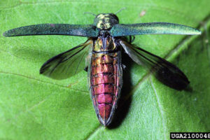 An emerald ash borer. The invasive and destructive pest has been spotted in Vancouver, according to the Washington State Department of Agriculture. (Contributed photo)