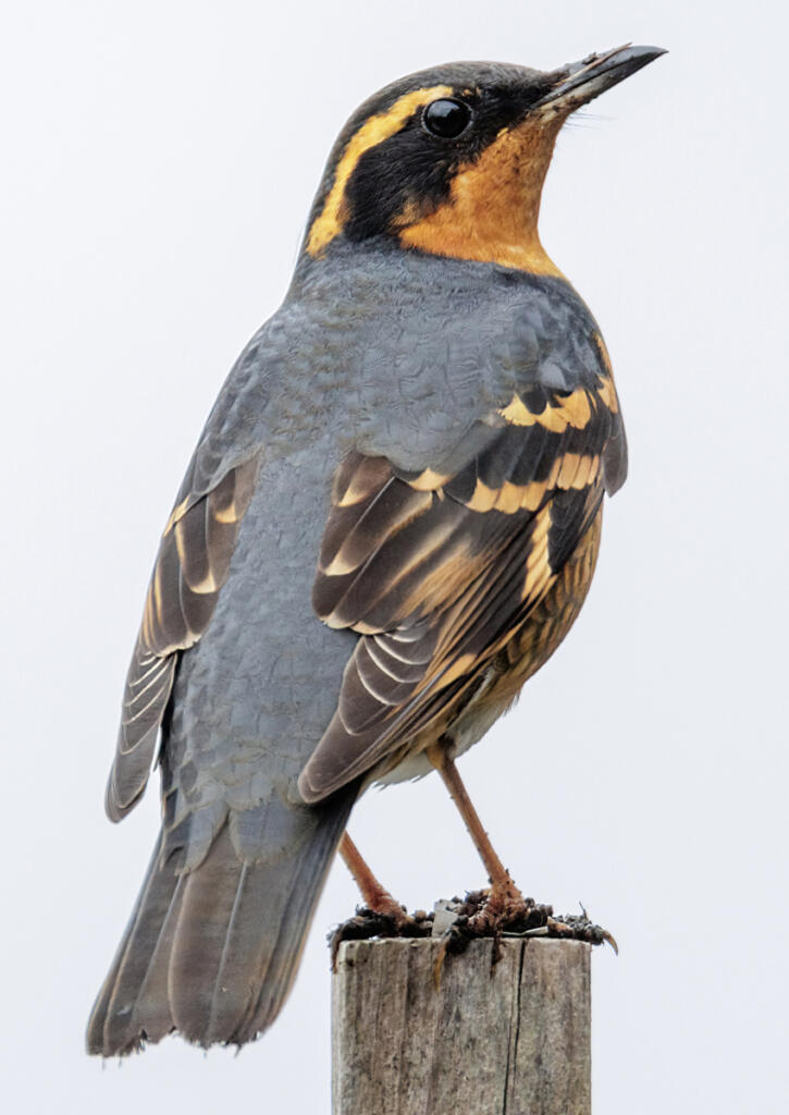 Varied thrush bird at Vancouver BC Canada