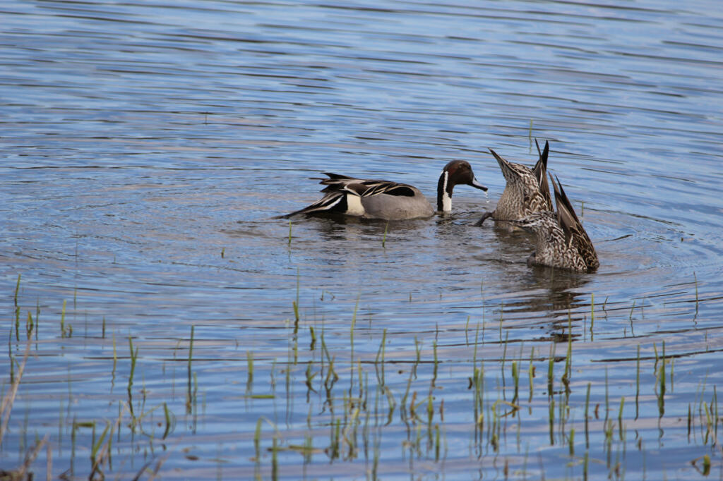 Pintails are a handsome duck that is taken in good numbers by local hunters. These ducks are found both at Shillapoo Wildlife Area, and the Ridgefield NWR during the late season.