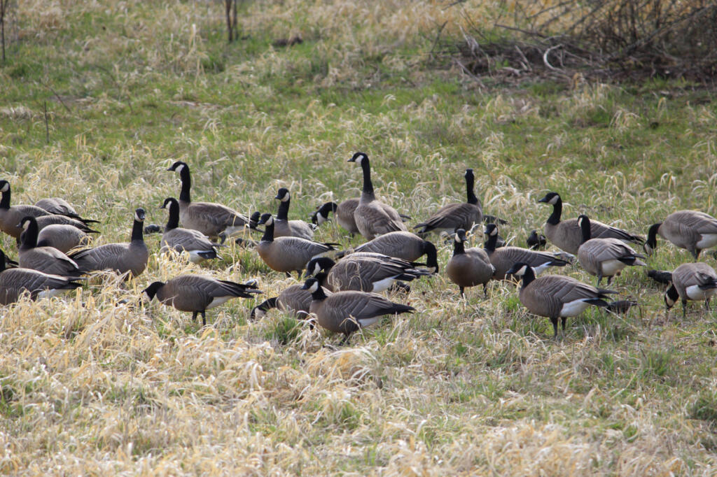 A group of cackling Canada geese feed in a field at the Ridgefield National Wildlife Refuge. These cacklers are the most common goose found in southwest Washington. (Terry Otto for The Columbian)