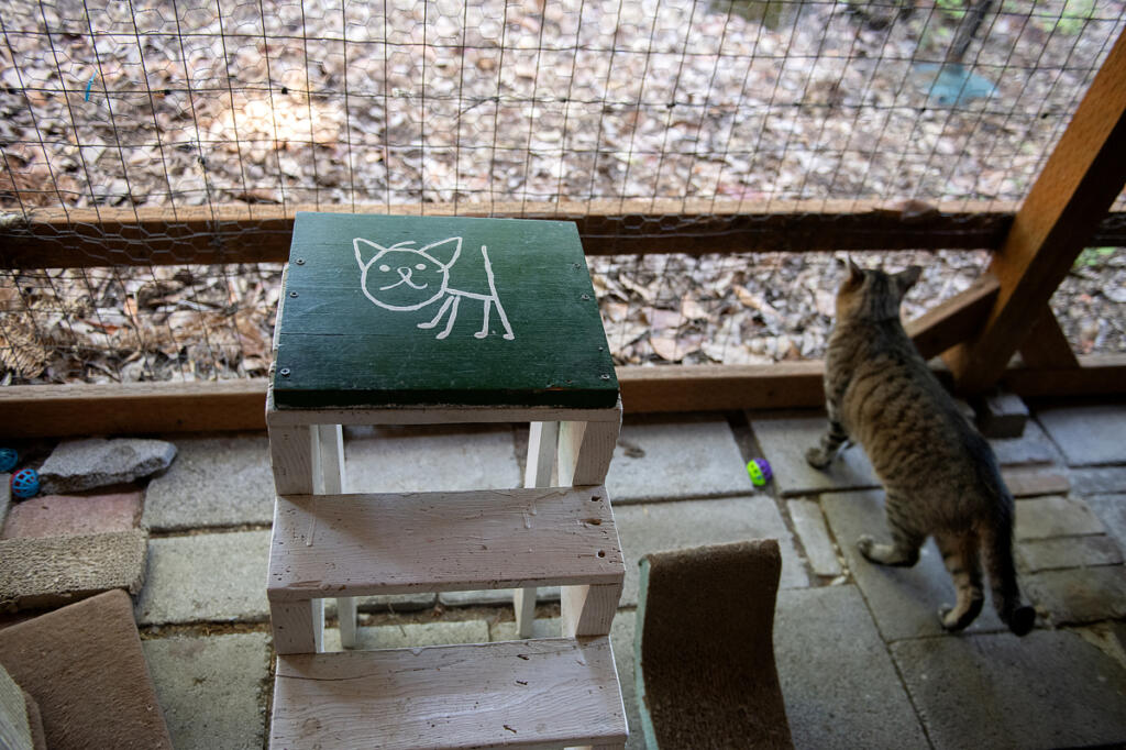 A curious kitty spends time in a catio at Furry Friends cat shelter in Vancouver on June 20, 2024. (amanda cowan/The Columbian files)