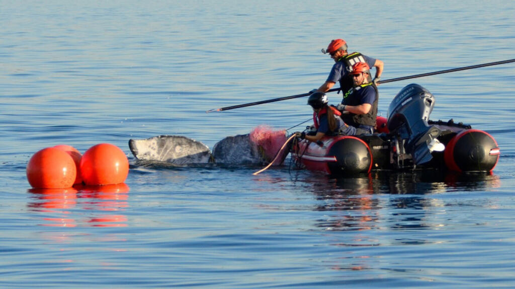 During an entanglement response, whales can become aggravated and thrash or make loud rumbling noises. When it becomes too dangerous, responders leave the whale with a plan to return. (NOAA Fisheries/Marine Mammal Health and Stranding Response Program)