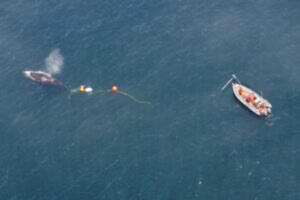 Washington state is home to the only team federally authorized to lead a full response to whale entanglement in the Pacific Northwest. (Photo courtesy of NOAA Fisheries/Marine Mammal Health and Stranding Response Program)