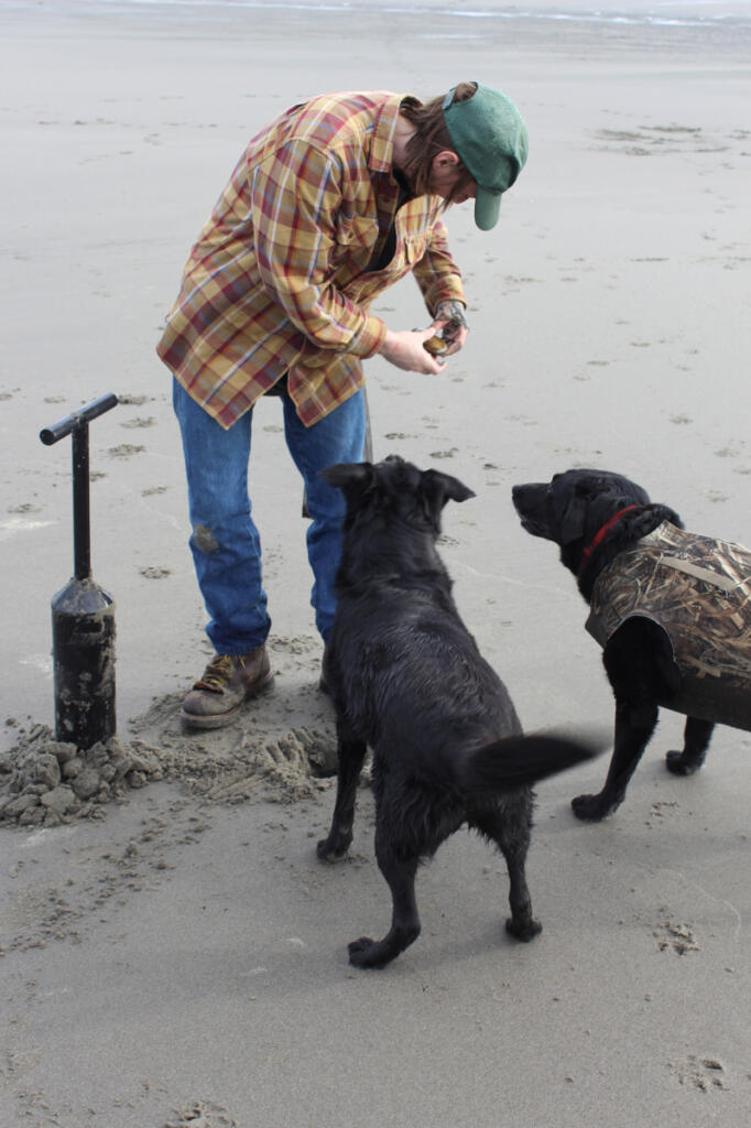 Razor clam diggers will have to wait to see of they are going to be able to dig clams anytime soon, after the state was forced to cancel the upcoming digs. Domoic acid, a marine toxin, has been found in clams at dangerous levels. (Terry Otto for The Columbian)