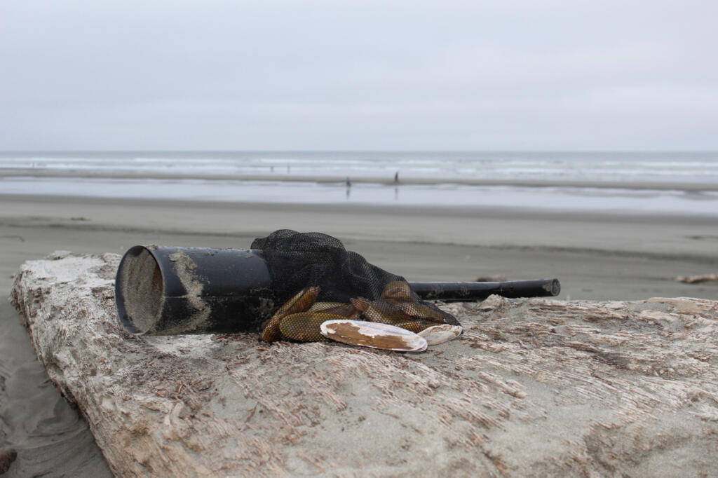 Razor clamming on Washington beaches has been put on hold. A bloom of Pseudo-nitzsche, the algae that causes domoic acid, has worked its way north along the coast, and forced managers to indefinitely postpone digging. (Terry Otto for The Columbian)