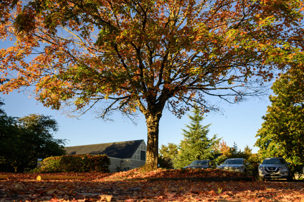 Leaves cover the ground underneath a tree Friday at Kaiser Permanente Cascade Park on Mill Plain Boulevard. (Taylor Balkom/The Columbian)