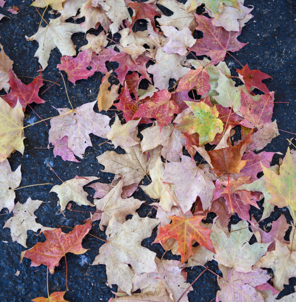 Leaves lie on the pavement underneath a tree Friday at Kaiser Permanente Cascade Park on Mill Plain Boulevard. (Taylor Balkom/The Columbian)