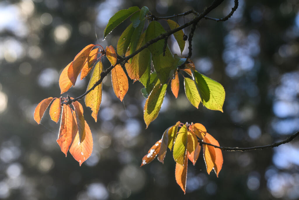 Leaves change colors Friday at the Salmon Creek Greenway trailhead on Northwest 36th Avenue. (Taylor Balkom/The Columbian)