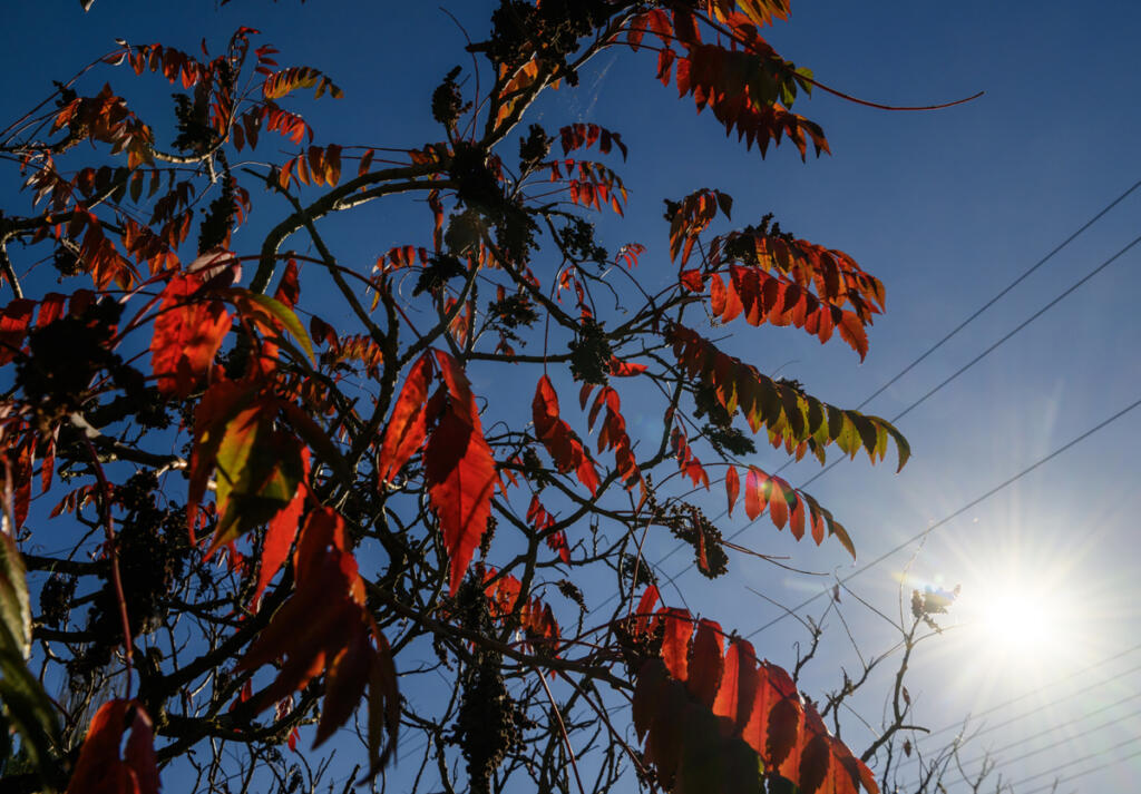 Bright red leaves hang from a tree underneath clear skies Friday at the Salmon Creek Greenway Trailhead on Northwest 36th Avenue. (Taylor Balkom/The Columbian)