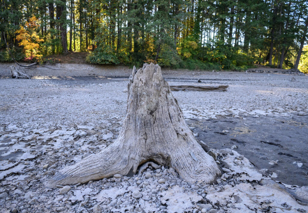 An exposed tree stump sits Tuesday at Round Lake in Camas. (Taylor Balkom/The Columbian)