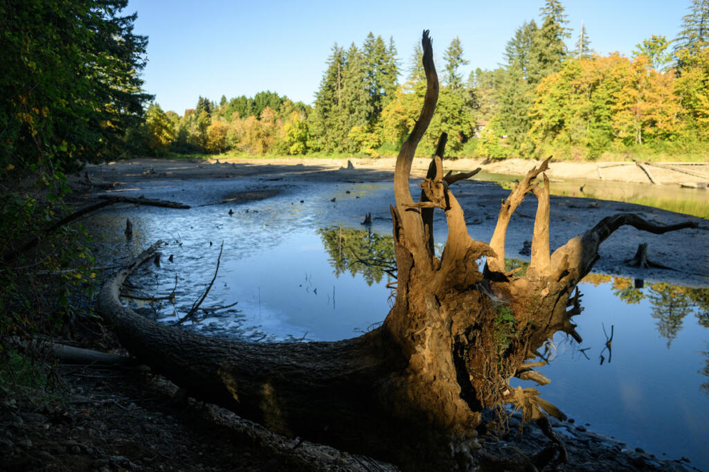 Tree roots stretch upward Tuesday at Round Lake in Camas. (taylor balkom/The Columbian)